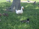 Duck, duck...(St. Augustine FL)