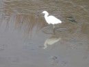 Egret. (St. Marys GA)