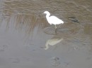 Perhaps this egret thinks he is a stork? (For more photos of egrets and other marsh/sea birds, see album BIRDS OF A FEATHER.)