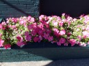 Glorious petunias blossom in the sunshine.