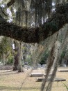 Spanish moss lends an appropriate atmosphere to the centuries old cemetery.