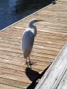 Egret at the dock, Rivers Edge Marina, St. Augustine, Florida.