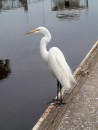 A sea breeze fluffs the winter feathers of this egret at Rivers Edge Marina, St. Augustine, Florida. 