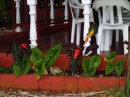 Colorful plants flank the covered area of the restaurant. (Puerto Plata, Dominican Republic)