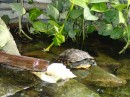 Turtles also inhabit the pond. (Scotch 