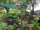 A secret garden beckons from the rear of the restaurant. (Puerto Plata, Dominican Republic)