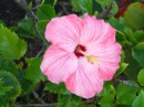 Hibiscus. (Ofresi, Dominican Republic)