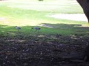 These curved-beaked birds are breakfasting at the golf course.
