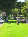 Some mornings we walk the dogs (or they walk us!) with Dianne in Cabarita. I have trouble keeping up with Dianne & Brie and Jim & Oscar. 