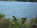 ...such as these lorikeets.