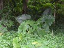 Giant leaves growing by the roadside.