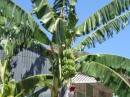 Home-grown bananas, Luperon, Dominican Reublic.