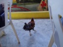 This chicken keeps wandering around near our table, hoping that we are messy eaters.
