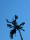 A palm tree and the moon (upper right), shot while sitting at Tisas Bar.