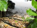 A natural path leads to the cork-flower strewn beach. 