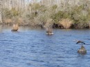 We enjoy watching the birdlife along the Intracoastal (ICW). (For more photos of our trip south in the ICW see sub-album WATERWAY SCENES - GREAT BRIDGE VA TO WRIGHTSVILLE BEACH NC.)