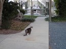 Town Dock kitty. (St. Michaels, Maryland.)