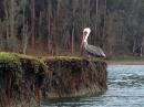 Pelican on Elkhorn Slough, Moss Landing.