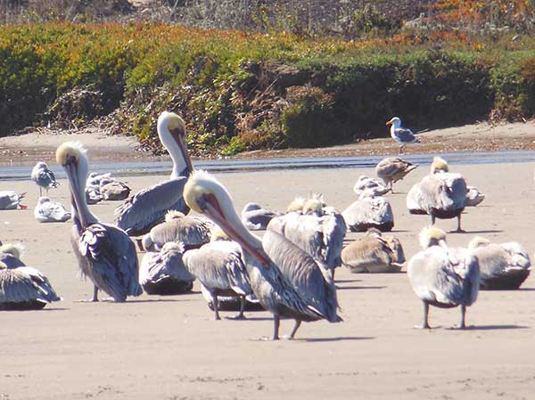Pelicans behind the seals on the haulout sand spit.