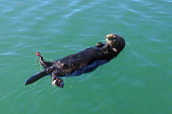 Sea otters were EVERYWHERE in Moss Landing, including tapping on the hull in the night!