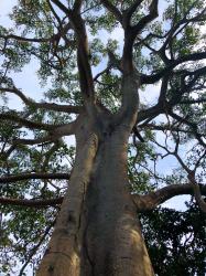 This igante (GIANT) ficus tree seemed to reach its branches to the sky. We