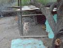This little piggy was hanging out in a pen in Agua Verde. We wanted to help him escape!