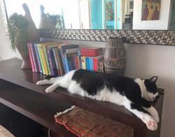 Tikka napping on the bookshelf. It