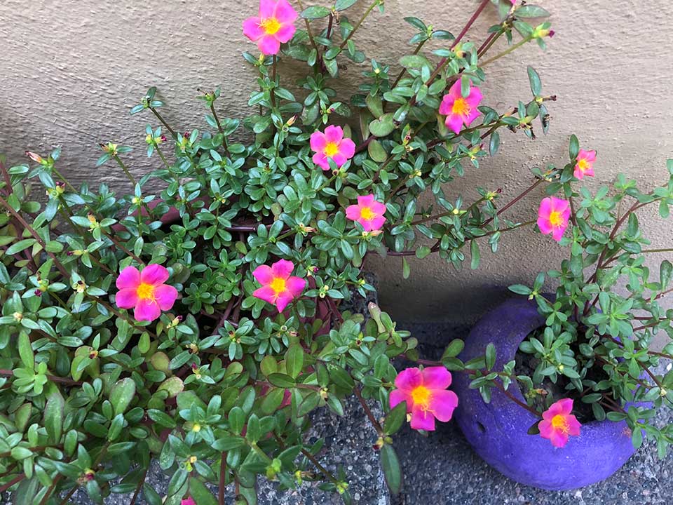 These pretty little flowers in the purple pot are Purslane which grows everywhere here. The leaves are apparently healthier than spinach, and have more omega-3 fatty acids than some fish oil. Who knew?!