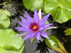 The "lily pond" is actually a Lotus pond, and this one was teeming with gorgeous, purple lotus flowers. 