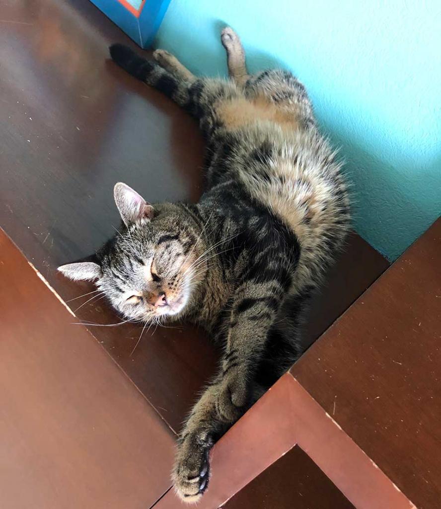 Tosh in his favorite yoga pose, "Cat pulling it