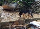 Mexican street-dog drinking rain-water before it flows into the ocean. 