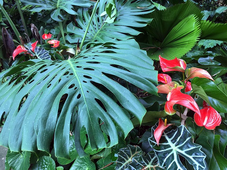 Antheriums and other "indoor plants" at home grow everywhere here in the tropics.