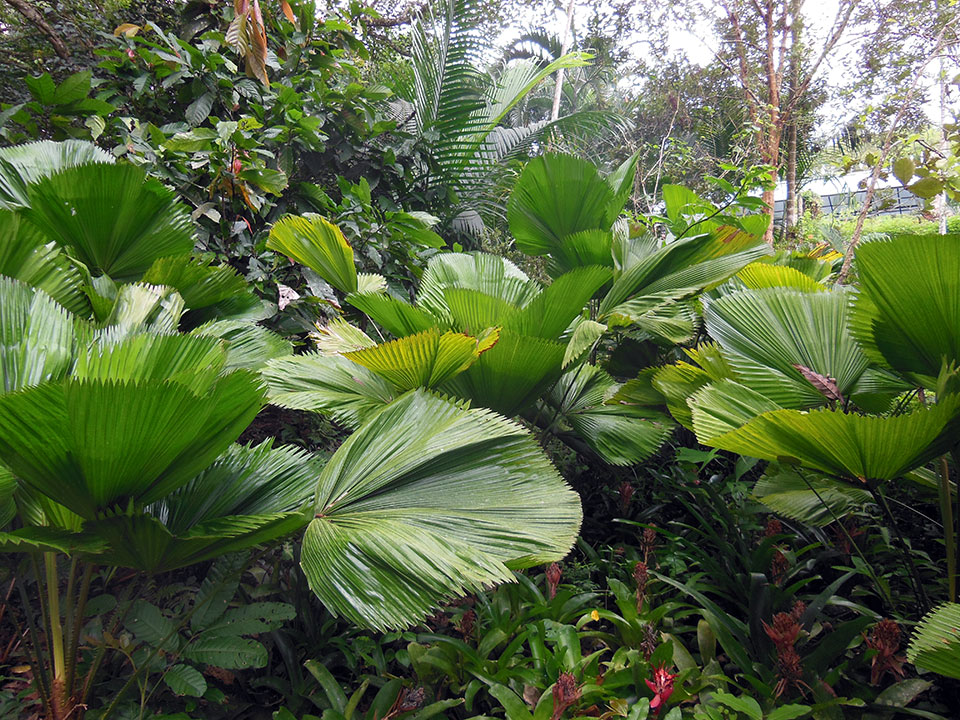 These giant leaves made us feel like we were in Jurassic Park!