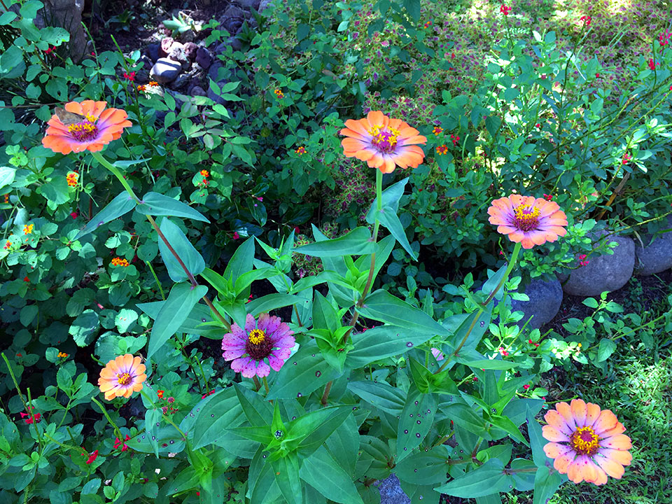 Neon purple and orange daisy-like flowers (a type of Gerberas?) were SO vibrant. 