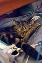 Tosh taking a cat-nap in the spinnaker bag, one of his fav spots to hang out!