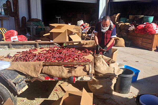 Local Hatch farmers grow, dry, and pack their chilies for sale around the country.