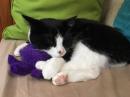 Happiness is our sweet little Tikka snuggling her favorite purple-felt Octopus. We spray it with Cat-nip Spray, and she goes nuts, loving this toy to death...slowly chewing off its legs! Wish we could remember where we got it, we
