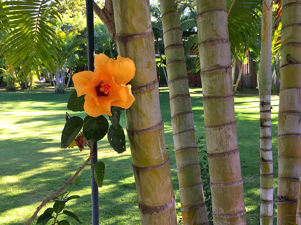 Tropical flowers, bamboo, parrots, peacocks, and palm trees abound this oasis garden spot.