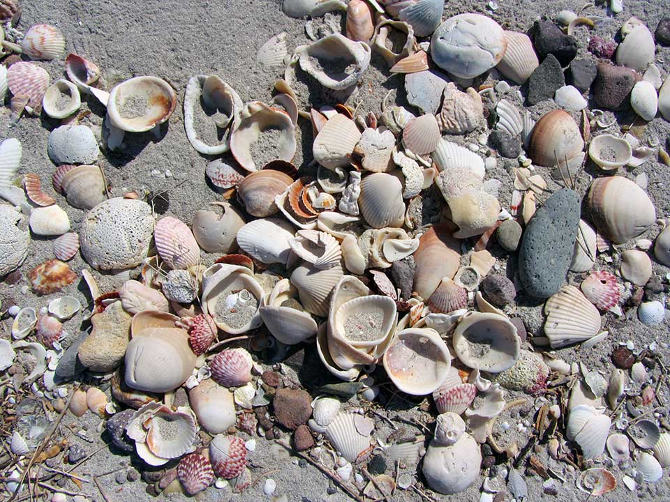Shells, shells, shells...She sells sea shells by the seashore...this is one of the first beaches we