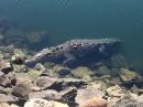 Poncho also had to contend with this creature from the deep, the resident crocodillo in Marina Vallarta. He wasn
