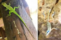 Other than farm animals, this Gecko and blue lizard were about the only wildlife we saw in Viñales. 