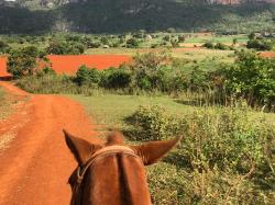 Between the Ears: The countryside was so beautiful with the iron-rich red soil (supposedly what makes the Cuban tobacco the best), the verdant greenery, and the magote hills all around.