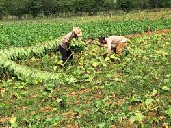 Harvesting the Tobacco leaves: The leaves are back-breakingly picked by hand and draped over the picker’s arms, then slid off their arm as a unit onto wooden rails. 