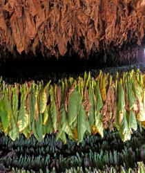 Closeup of drying tobacco - the leaves at the top are almost ready for fermentation process, while the greener ones at the bottom will be moved up higher as they dry making room for more new green leaves on the bottom. 