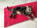 Tosh loves when we do yoga, especially the part when he chews up the yoga matts and yoga blocks :-O...