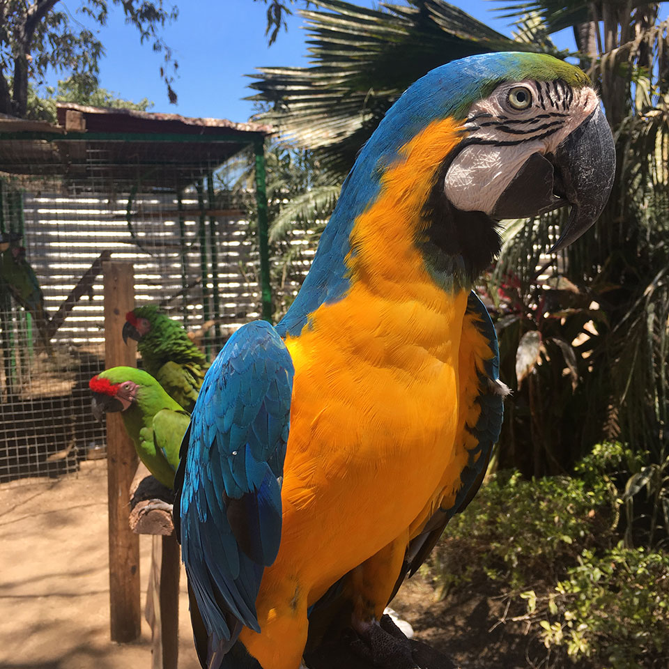 A fun and colorful but NOISY visit to the Macaw sanctuary. Heidi used to want one of these as a pet...what was she thinking?! 