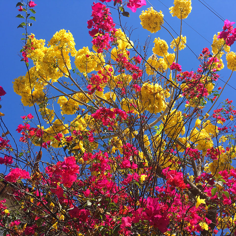 Bursts of colorful spring flowers are everywhere in Puerto Vallarta. 