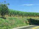 Besides mangos and vineyards, we also passed mile after mile of sugar cane fields. 