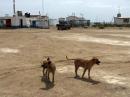 The dogs of San Evaristo with the Agua Purificada and Heilo Purificada plant in the background. 