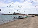 Sea birds swarming the fishing boats in San Evaristo.